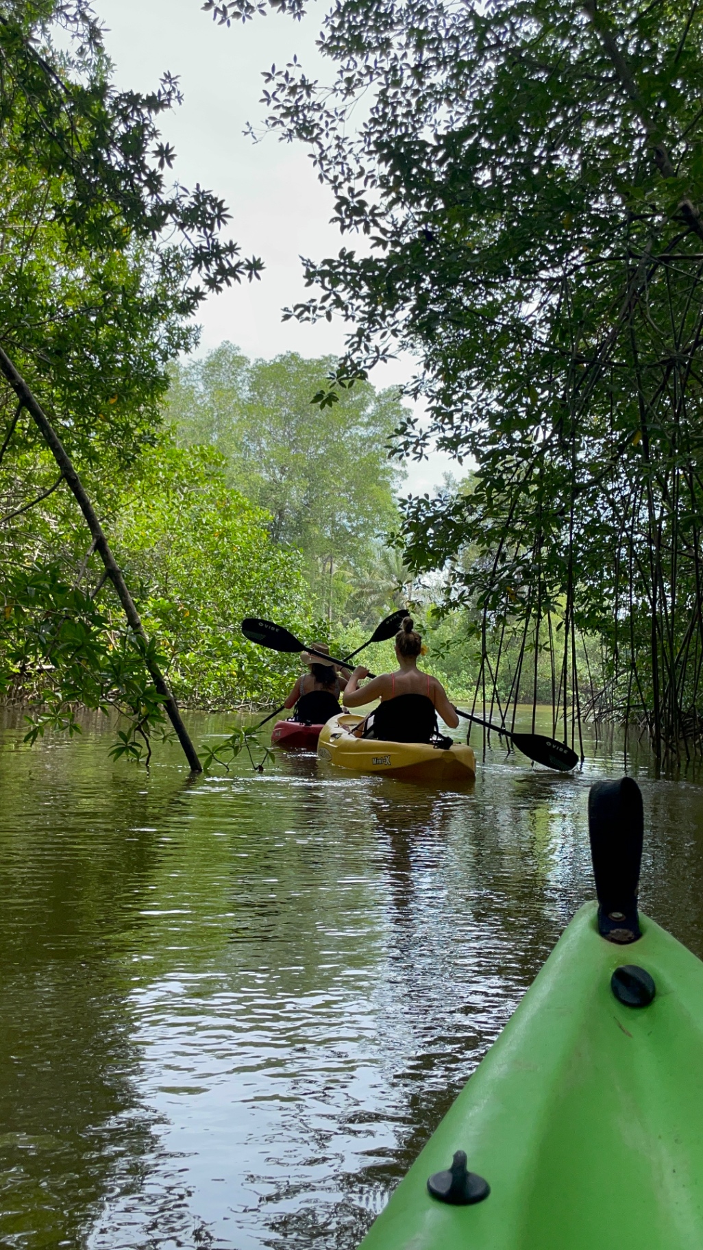 Mangrove Kayaking